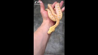 Snake video, cute