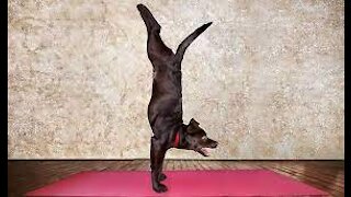 French Bulldog yoga - Like an Subscribe