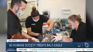 San Diego Humane Society treats bald eagle