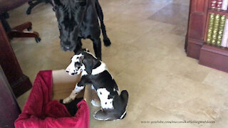 Black Great Dane Gently Plays With Funny 7 Week Old Harlequin Puppy