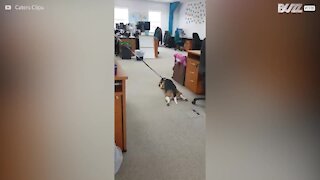 Beagle faz drama quando não o deixam brincar
