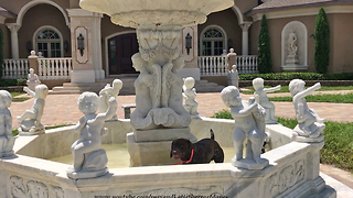Funny dog turns water fountain into personal pool time