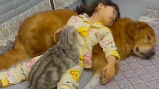 Cute Kid Sleeping With Dog and Cat