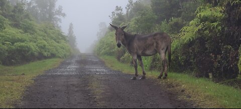 Donkeys In The Mist