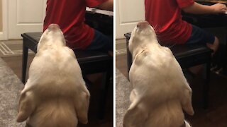 Doggy sings along during kid's piano practice