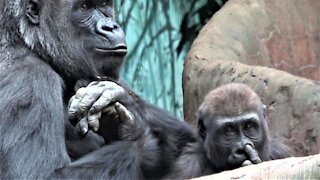 Baby gorilla engages in surprisingly human-like nose picking behavior