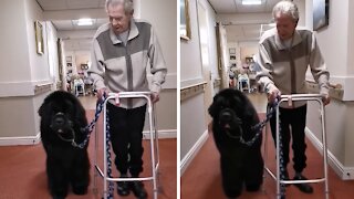 Gentle giant Newfoundland helps around the care home