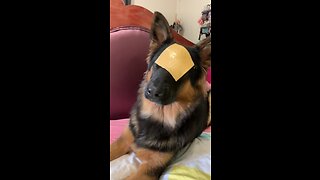 German Shepherd Has Hilarious Reaction To Cheese Challenge