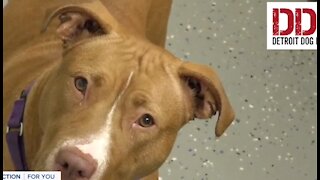 Metro Detroit animal shelters see pandemic adoption boom