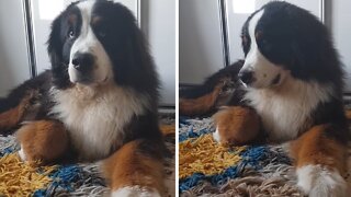 Bernese Mountain Dog unimpressed by annoying puppy