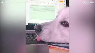 Ce chien s'étale sur le clavier et écrit avec sa langue