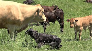 Newborn calf adorably struggles to stand on wobbly legs