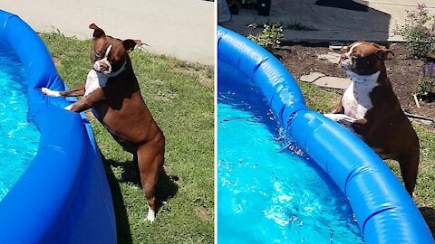 Dog must be bribed in order to get him out of the pool
