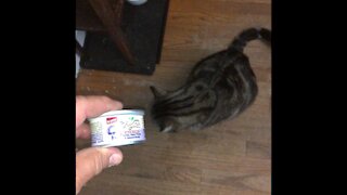 Hungry healthy kitty
