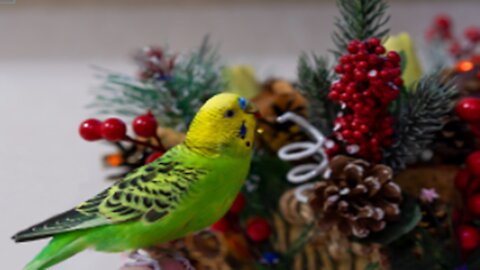 Parrot perfectly imitates dancing Christmas tree