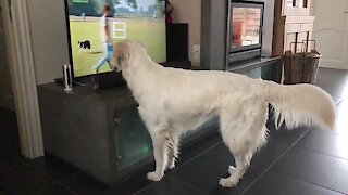 Golden Retriever wants to play with dog on TV