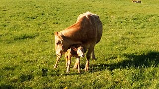 Mother Cow's Love For Her Newborn Baby Will Warm Your Heart