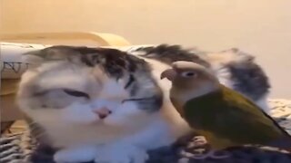 The parrot plays with the cat, Cute