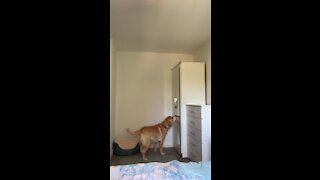 Labrador hunts for his owner in a game of hide-and-seek