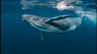 Beautiful Humpback Whales Dance
