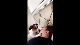 Cute Doggy Adorably Demands More Kisses From Owner