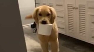 Dog pinches toilet roll to leave owner in awkward spot