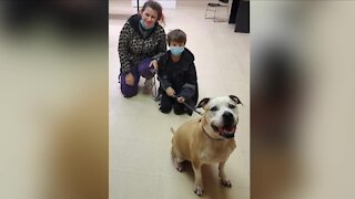 Lost dog missing for nearly 8 years after he was taken during home invasion reunites with Barberton family