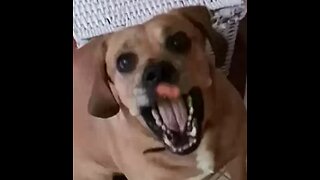 Adorable dog catching a food in slow motion