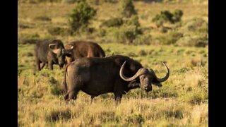Brave buffaloes save baby elephant from hungry lions