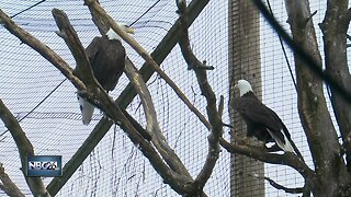 Bald eagle shootings rehabilitation