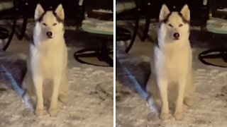 Husky throws tantrum when asked to come inside