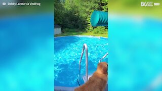 Clever dog learns how to use pool noodle swimming aid