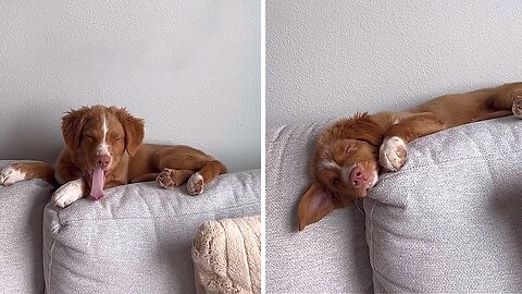 Puppy Adorably Sleeps On The Couch