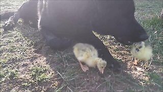 German Shepherd Meets Newborn Goslings