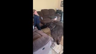Giant Newfoundland barrels down the stairs in search of best friend
