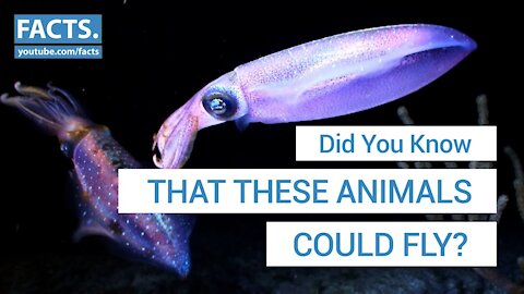 Animals That You Didn't Know Could Fly | Facts.