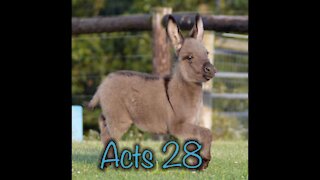 Read the Bible with me. Acts 28