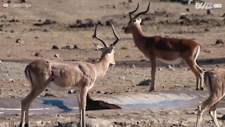 Un'impala intrappolato nel fango salvato da un uomo