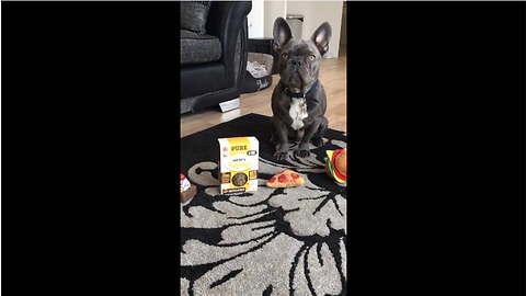 Jude the French Bulldog picks out his breakfast