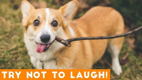 Try Not To Laugh Compilation #1 - Best Funny dogs videos - FUNNIEST ANIMAL VIDEOS 2021 🐶🐶🐶🐶