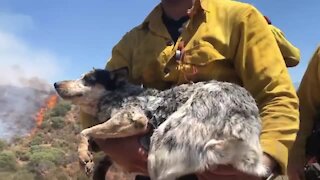 Orange County Firefighters rescued lost dog on the fire line