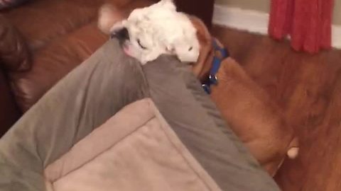 Ambitious bulldog tries to bring entire bed into recliner
