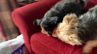 Two little dogs hilariously fight over new Christmas toy