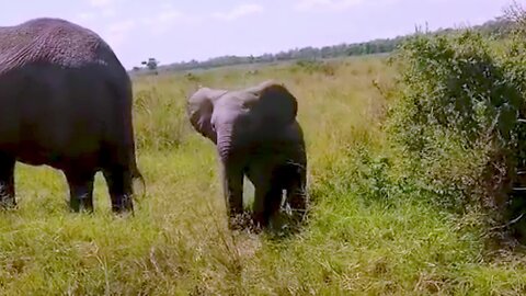 Baby elephant adorably tries to eat leaves like his mother