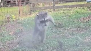Baby raccoon plays with water hose just like a doggy