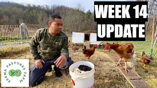 Chicken Tractor On Steroids: Week 14 Update