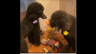 Dogs try to find specific toy in basket full of toys
