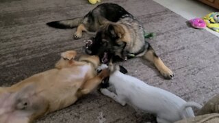 Trio of dogs playing