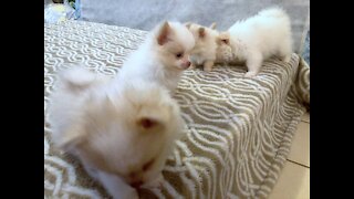 Cute Adorable Pomeranian Puppies II