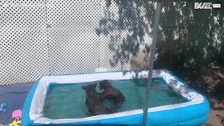 Bears cubs make a splash in backyard pool